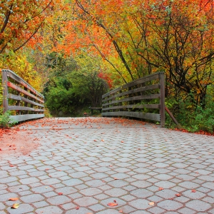 Photo of Bridge in Fall